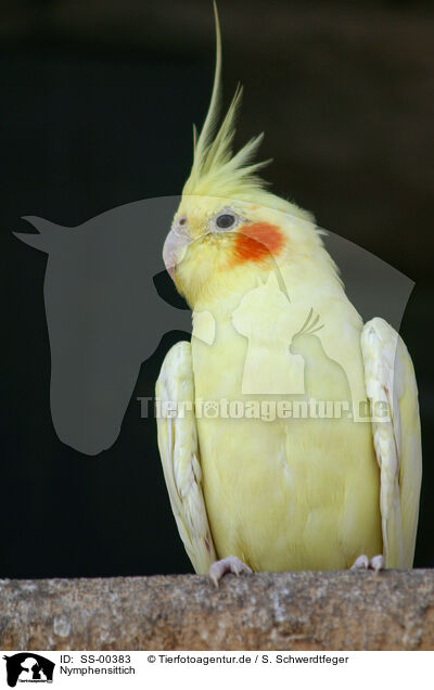 Nymphensittich / cockatiel / SS-00383