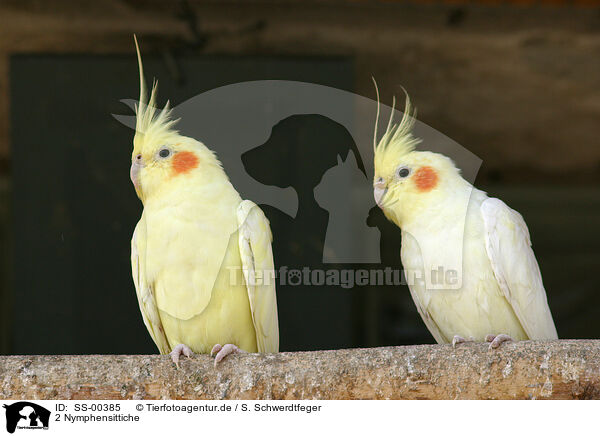 2 Nymphensittiche / 2 cockatiels / SS-00385