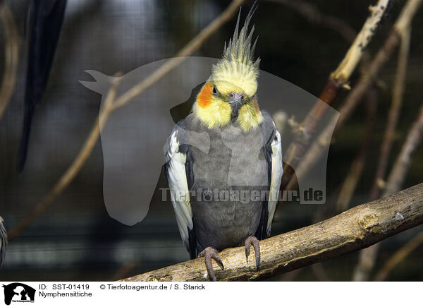 Nymphensittiche / Cockatiel / SST-01419