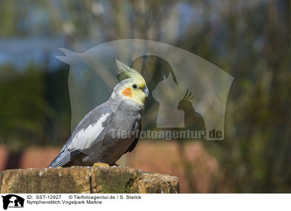 Nymphensittich Vogelpark Marlow / cockatiel Bird Park Marlow / SST-12927