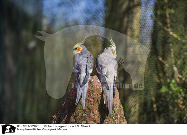 Nymphensittiche Vogelpark Marlow / SST-12928