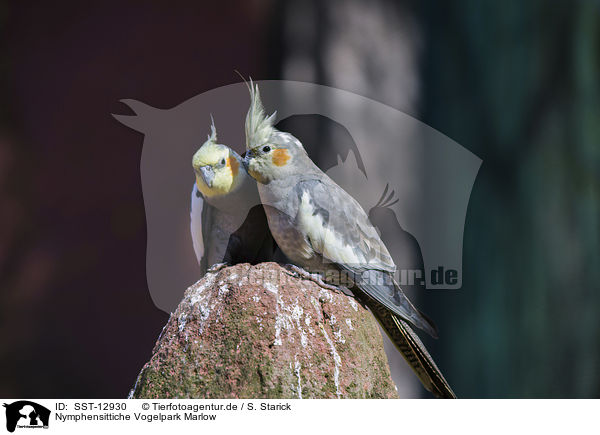 Nymphensittiche Vogelpark Marlow / cockatiels Bird Park Marlow / SST-12930