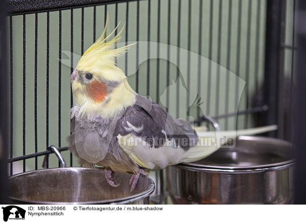 Nymphensittich / cockatiel / MBS-20966