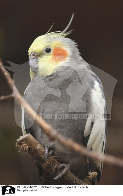 Nymphensittich / cockatiel / HL-04072