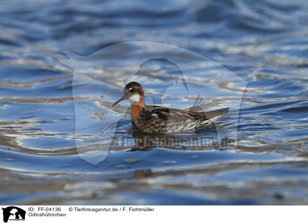 Odinshhnchen / red-necked phalarope / FF-04136