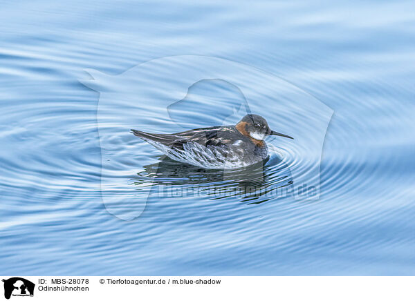Odinshhnchen / red-necked phalarope / MBS-28078