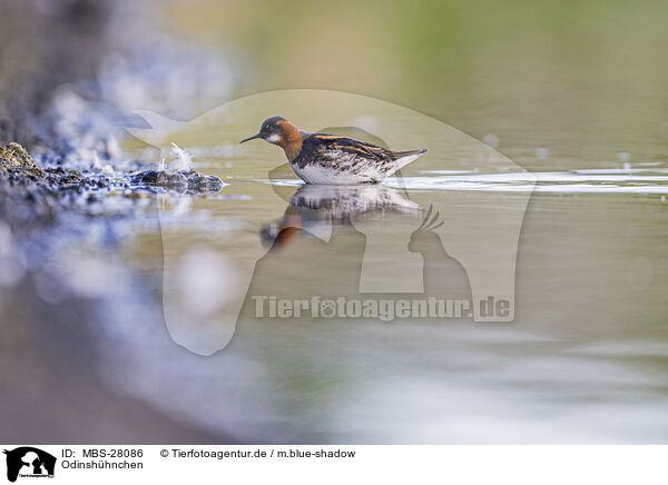 Odinshhnchen / red-necked phalarope / MBS-28086