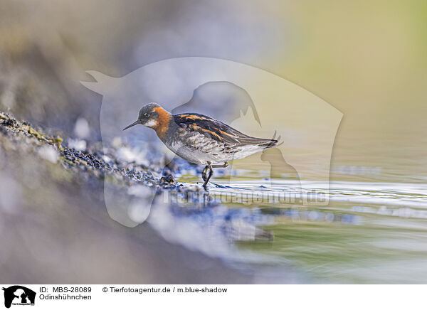 Odinshhnchen / red-necked phalarope / MBS-28089