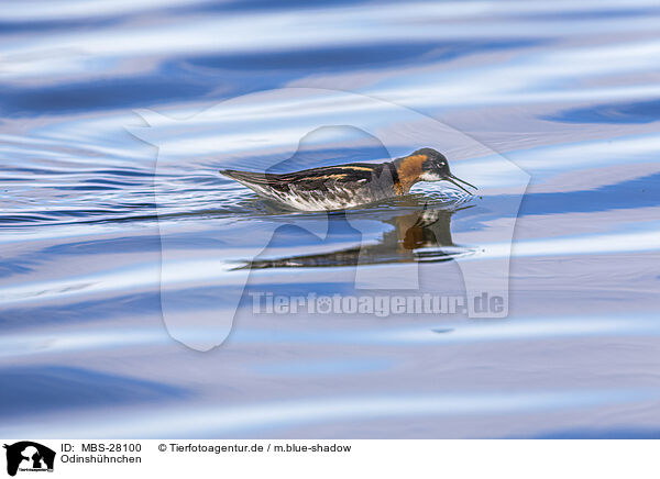 Odinshhnchen / red-necked phalarope / MBS-28100