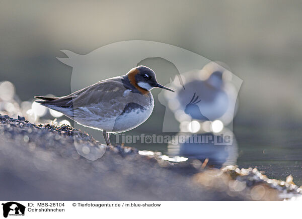 Odinshhnchen / red-necked phalarope / MBS-28104
