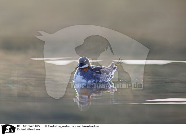 Odinshhnchen / red-necked phalarope / MBS-28105