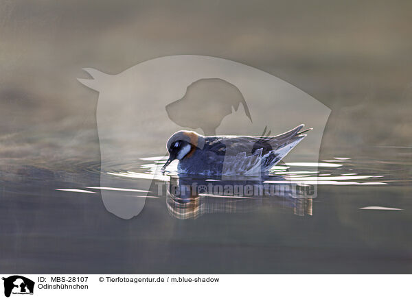 Odinshhnchen / red-necked phalarope / MBS-28107