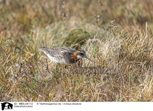 Odinshhnchen / red-necked phalarope / MBS-28112