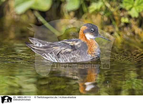 Odinshhnchen / red-necked phalarope / MBS-28113