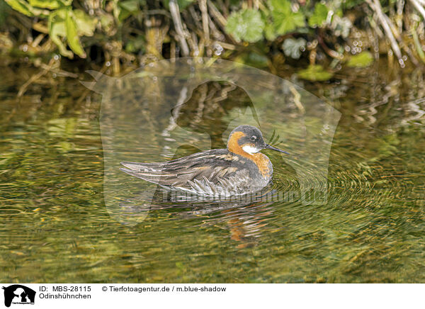 Odinshhnchen / red-necked phalarope / MBS-28115