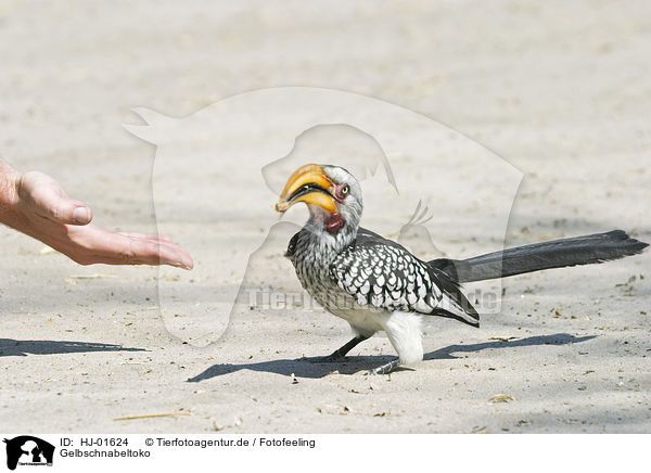 Gelbschnabeltoko / Yellow-billed hornbill / HJ-01624