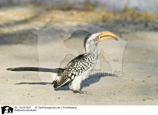 Gelbschnabeltoko / Yellow-billed hornbill / HJ-01627