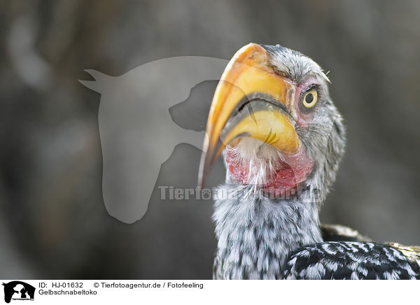 Gelbschnabeltoko / Yellow-billed hornbill / HJ-01632