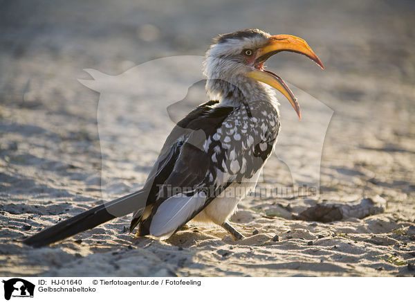 Gelbschnabeltoko / Yellow-billed hornbill / HJ-01640
