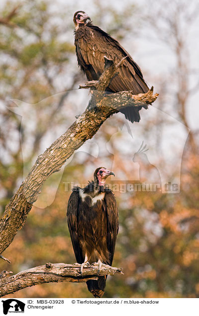 Ohrengeier / Nubian vulture / MBS-03928