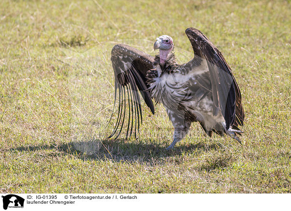 laufender Ohrengeier / walking Lappet-faced Vulture / IG-01395