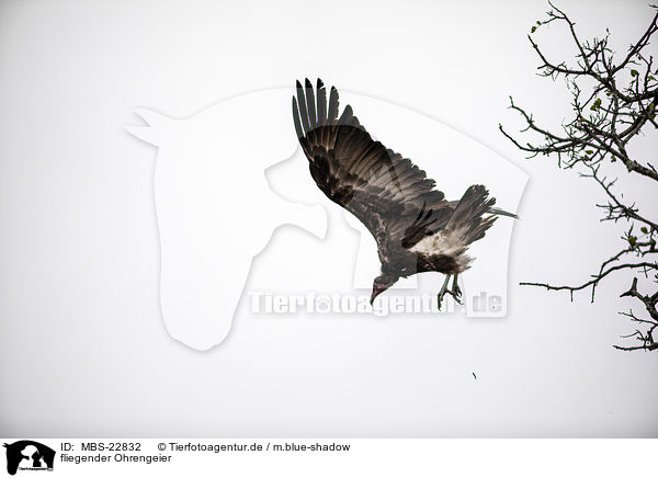 fliegender Ohrengeier / flying Lappet-faced Vulture / MBS-22832