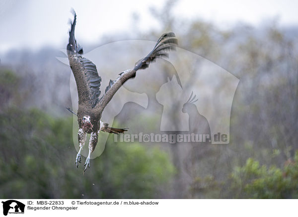 fliegender Ohrengeier / MBS-22833