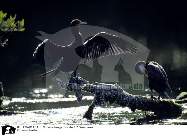 Ohrenscharbe / Double-crested Cormorant / PW-01431