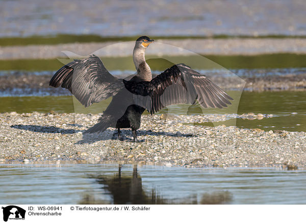Ohrenscharbe / double-crested cormorant / WS-06941