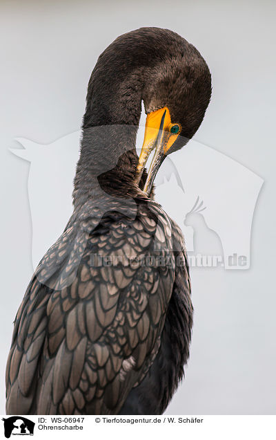 Ohrenscharbe / double-crested cormorant / WS-06947