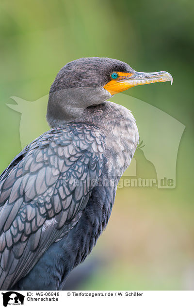 Ohrenscharbe / double-crested cormorant / WS-06948