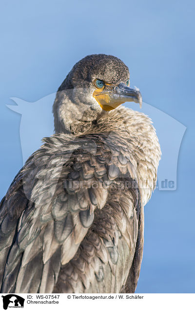 Ohrenscharbe / double-crested cormorant / WS-07547