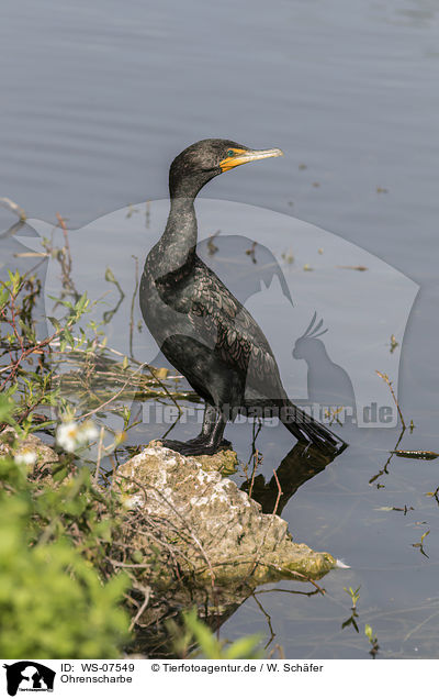 Ohrenscharbe / double-crested cormorant / WS-07549