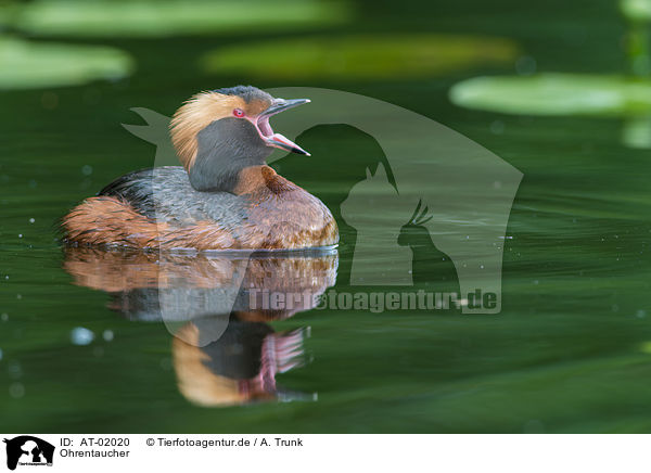 Ohrentaucher / AT-02020