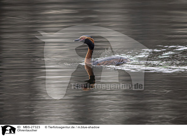 Ohrentaucher / horned grebe / MBS-27323