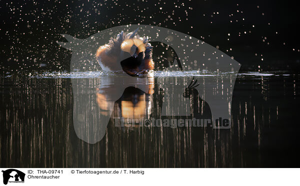 Ohrentaucher / horned grebe / THA-09741