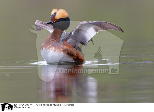 Ohrentaucher / horned grebe / THA-09774