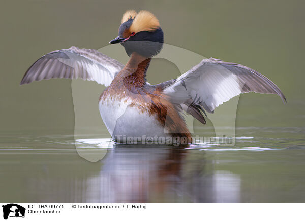 Ohrentaucher / horned grebe / THA-09775