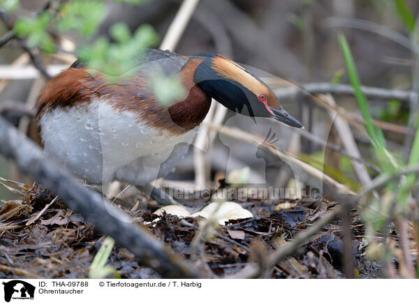 Ohrentaucher / horned grebe / THA-09788