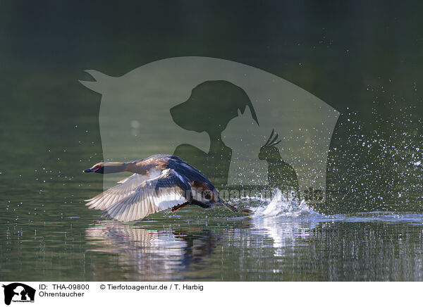 Ohrentaucher / horned grebe / THA-09800