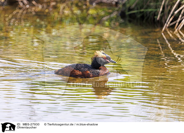 Ohrentaucher / horned grebe / MBS-27930