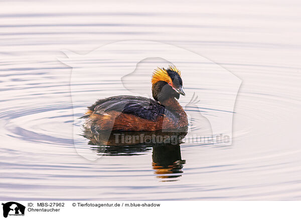 Ohrentaucher / horned grebe / MBS-27962