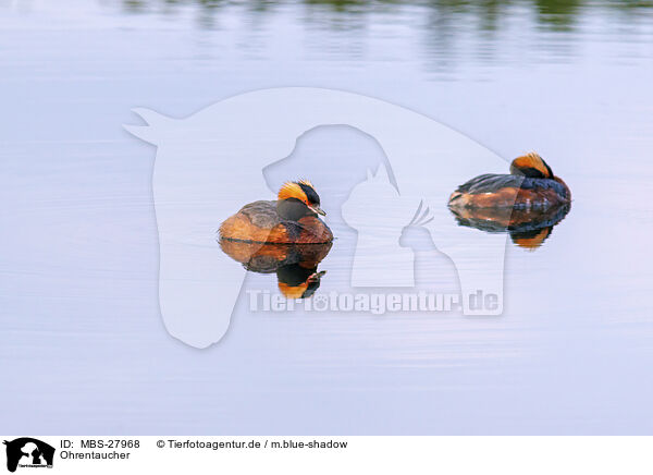 Ohrentaucher / horned grebe / MBS-27968