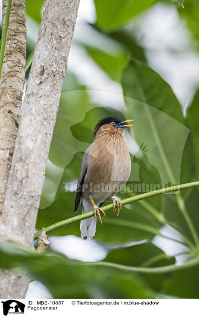 Pagodenstar / Brahminy Myna / MBS-10857