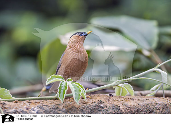 Pagodenstar / Brahminy Myna / MBS-10860