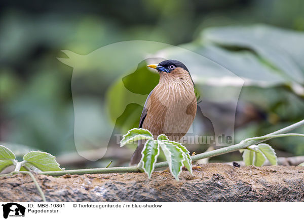 Pagodenstar / Brahminy Myna / MBS-10861