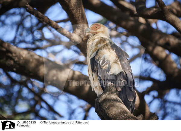 Palmgeier / palm-nut vulture / JR-05335