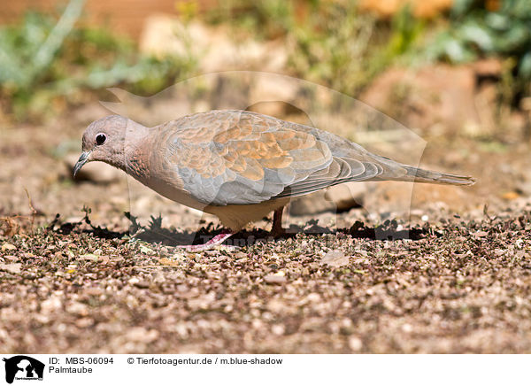 Palmtaube / laughing dove / MBS-06094