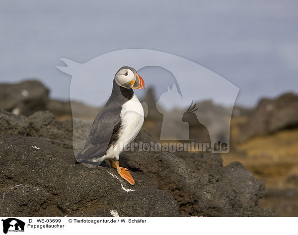 Papageitaucher / Atlantic puffin / WS-03699