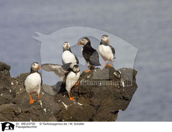 Papageitaucher / Atlantic puffins / WS-03700